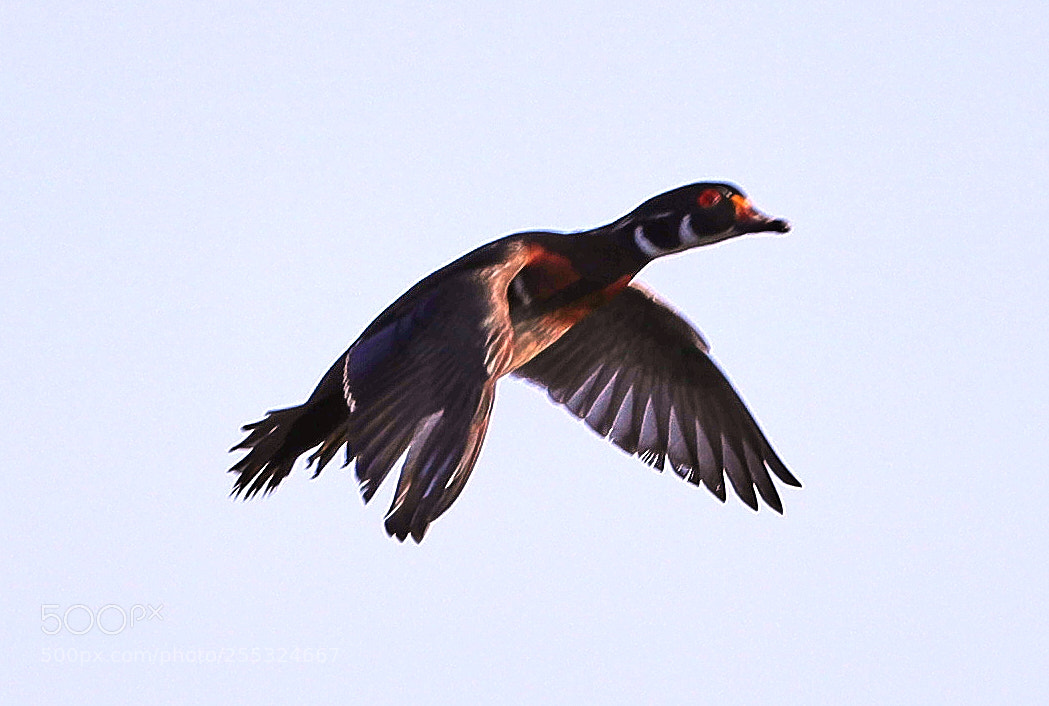 Canon EOS-1D X Mark II sample photo. 04-26-18-0014757.jpg photography