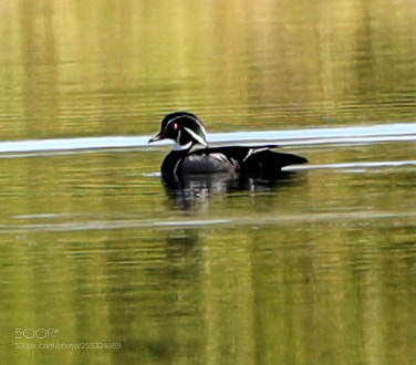 Canon EOS-1D X Mark II sample photo. 04-26-18-0014756.jpg photography