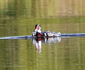 Canon EOS-1D X Mark II sample photo. 04-26-18-0014752.jpg photography