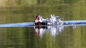 Canon EOS-1D X Mark II sample photo. 04-26-18-0014751.jpg photography