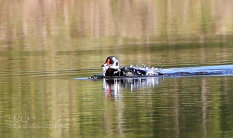 Canon EOS-1D X Mark II sample photo. 04-26-18-0014750.jpg photography