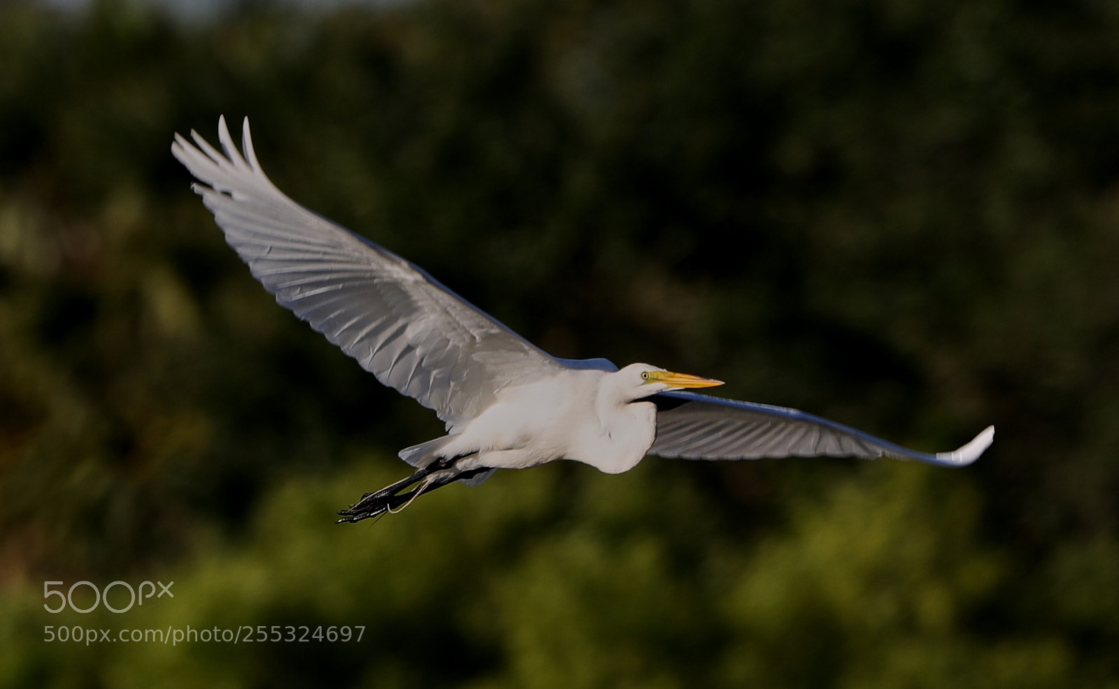 Canon EOS-1D X Mark II sample photo. 04-26-18-0014740.jpg photography