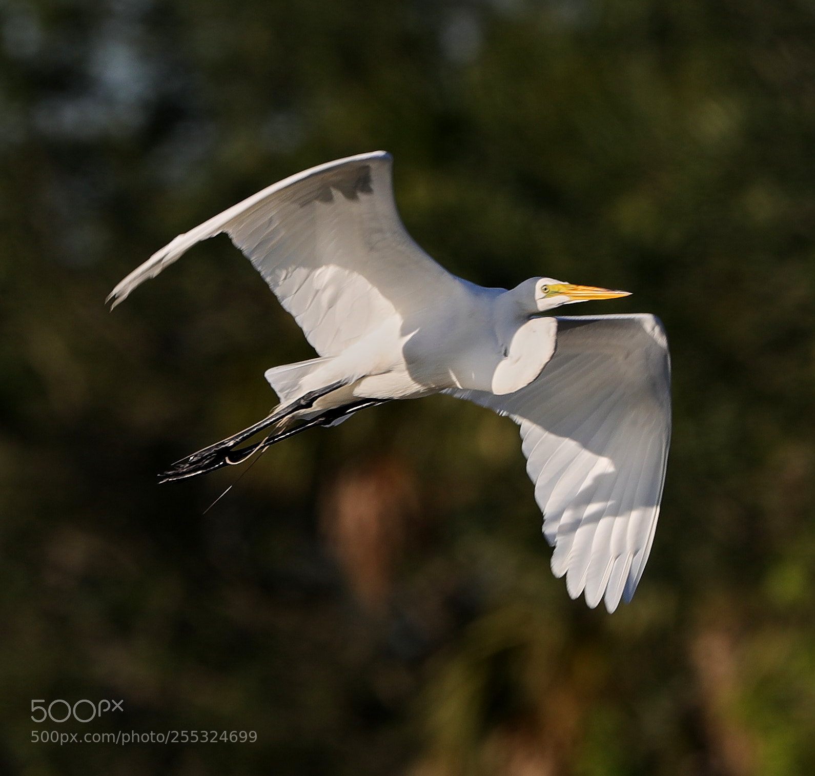 Canon EOS-1D X Mark II sample photo. 04-26-18-0014739.jpg photography