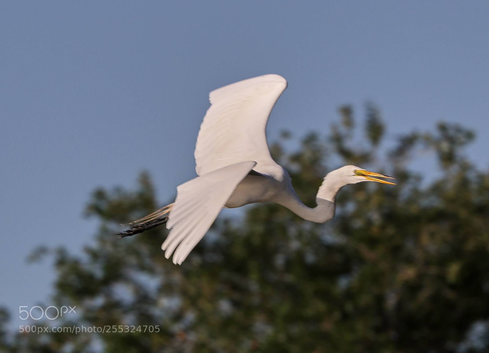 Canon EOS-1D X Mark II sample photo. 04-26-18-0014735.jpg photography