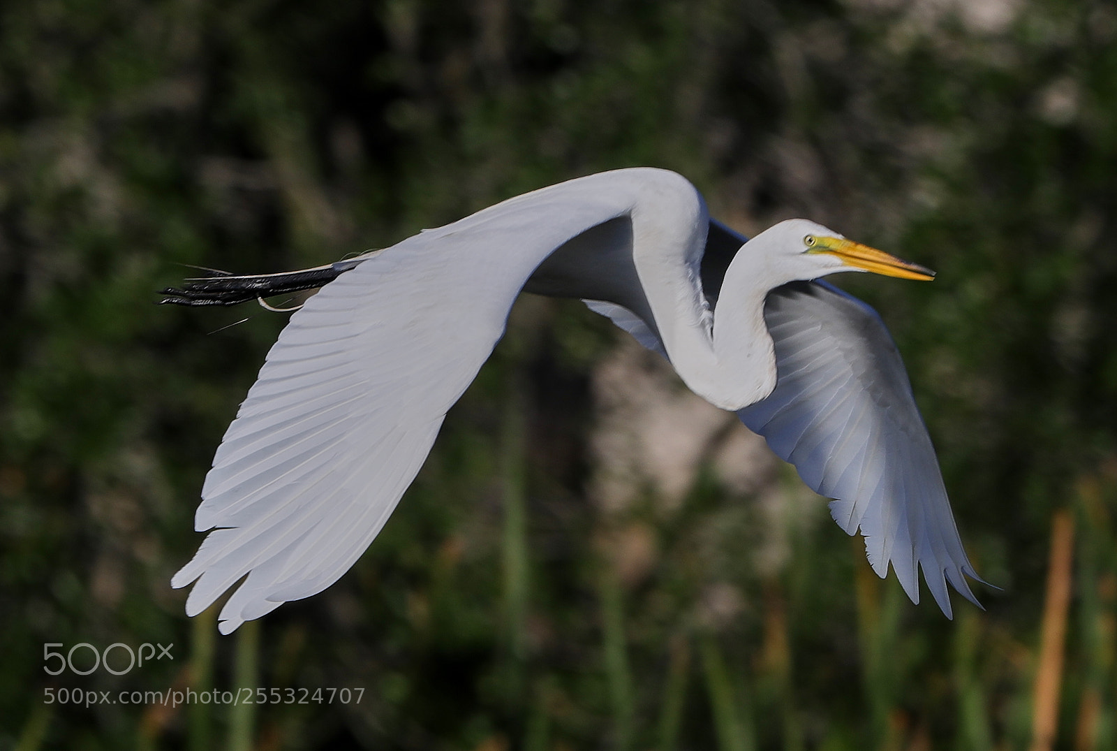 Canon EOS-1D X Mark II sample photo. 04-26-18-0014733.jpg photography