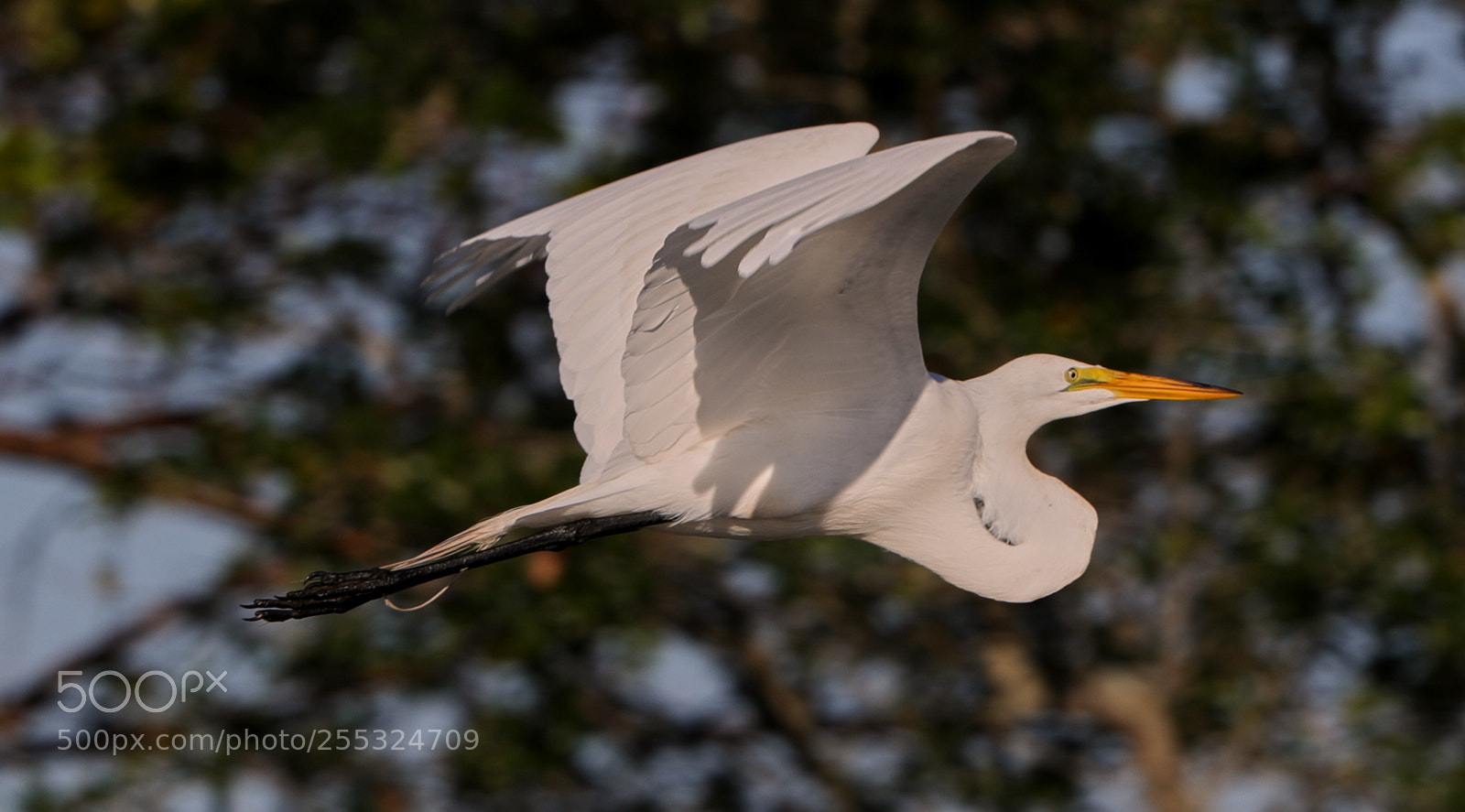 Canon EOS-1D X Mark II sample photo. 04-26-18-0014727.jpg photography