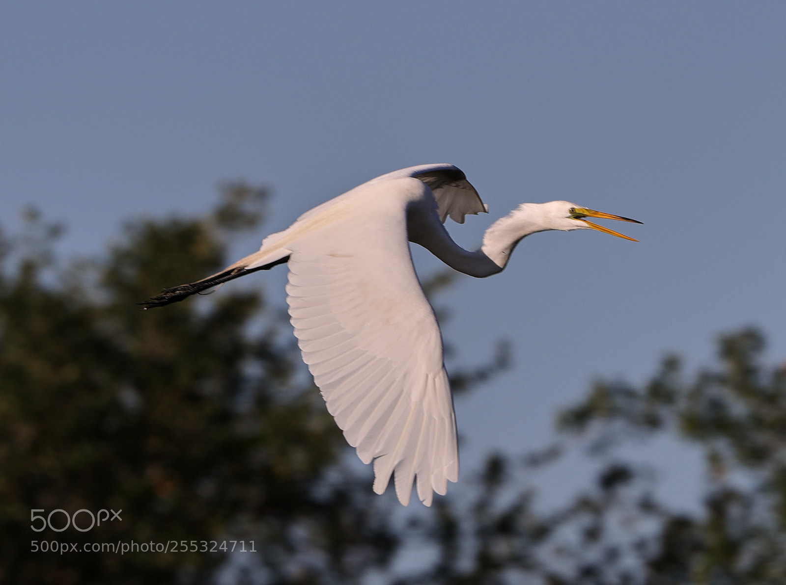 Canon EOS-1D X Mark II sample photo. 04-26-18-0014736.jpg photography