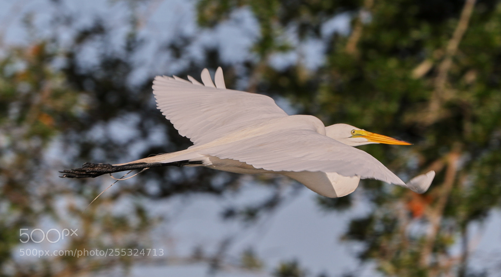 Canon EOS-1D X Mark II sample photo. 04-26-18-0014726.jpg photography