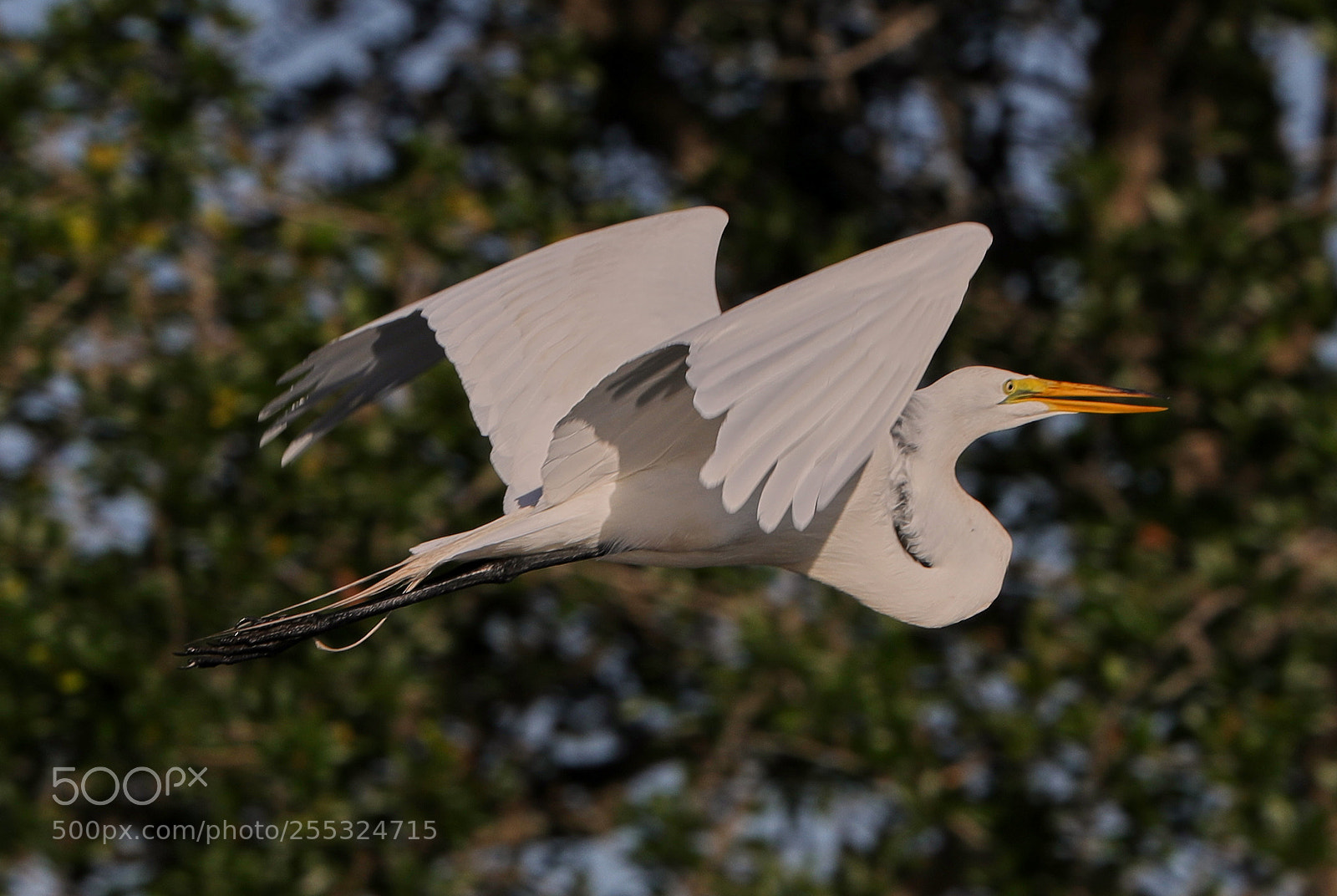 Canon EOS-1D X Mark II sample photo. 04-26-18-0014725.jpg photography
