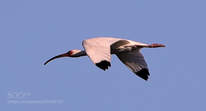 Canon EOS-1D X Mark II sample photo. 04-26-18-0014721.jpg photography