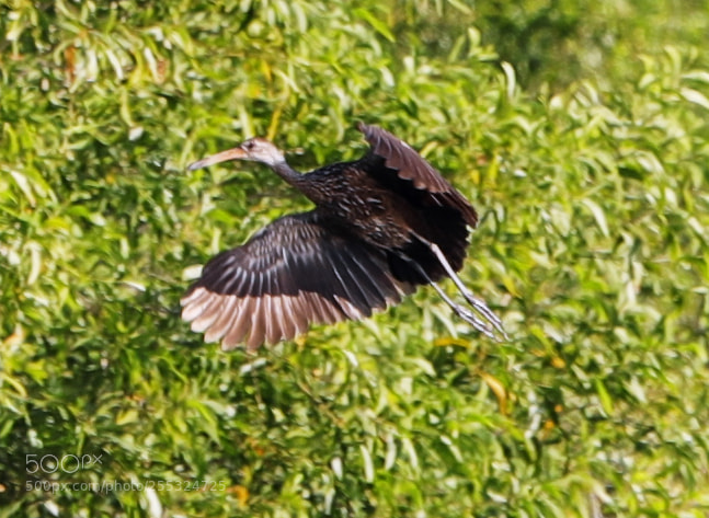 Canon EOS-1D X Mark II sample photo. 04-26-18-0014717.jpg photography