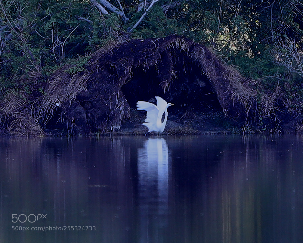 Canon EOS-1D X Mark II sample photo. 04-26-18-0014711.jpg photography
