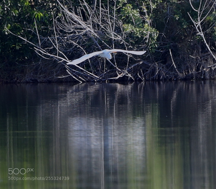 Canon EOS-1D X Mark II sample photo. 04-26-18-0014709.jpg photography