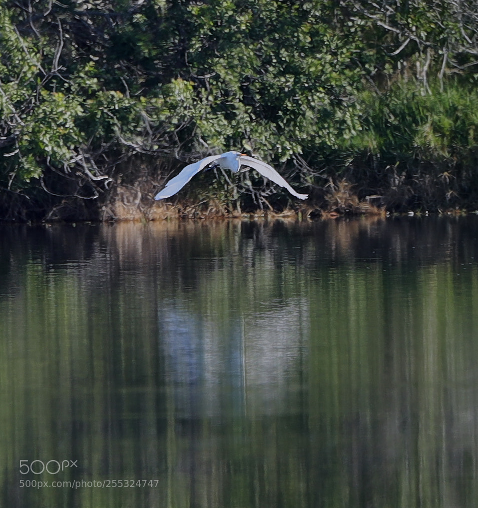Canon EOS-1D X Mark II sample photo. 04-26-18-0014708.jpg photography