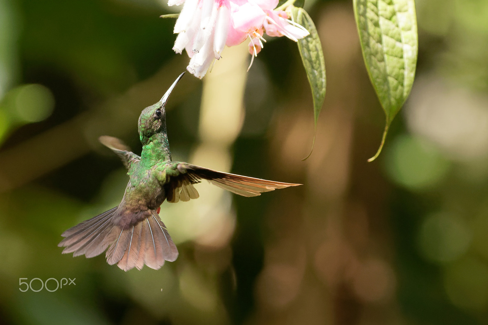 Canon EOS 7D Mark II sample photo. Bronze tailed plumeleteer photography