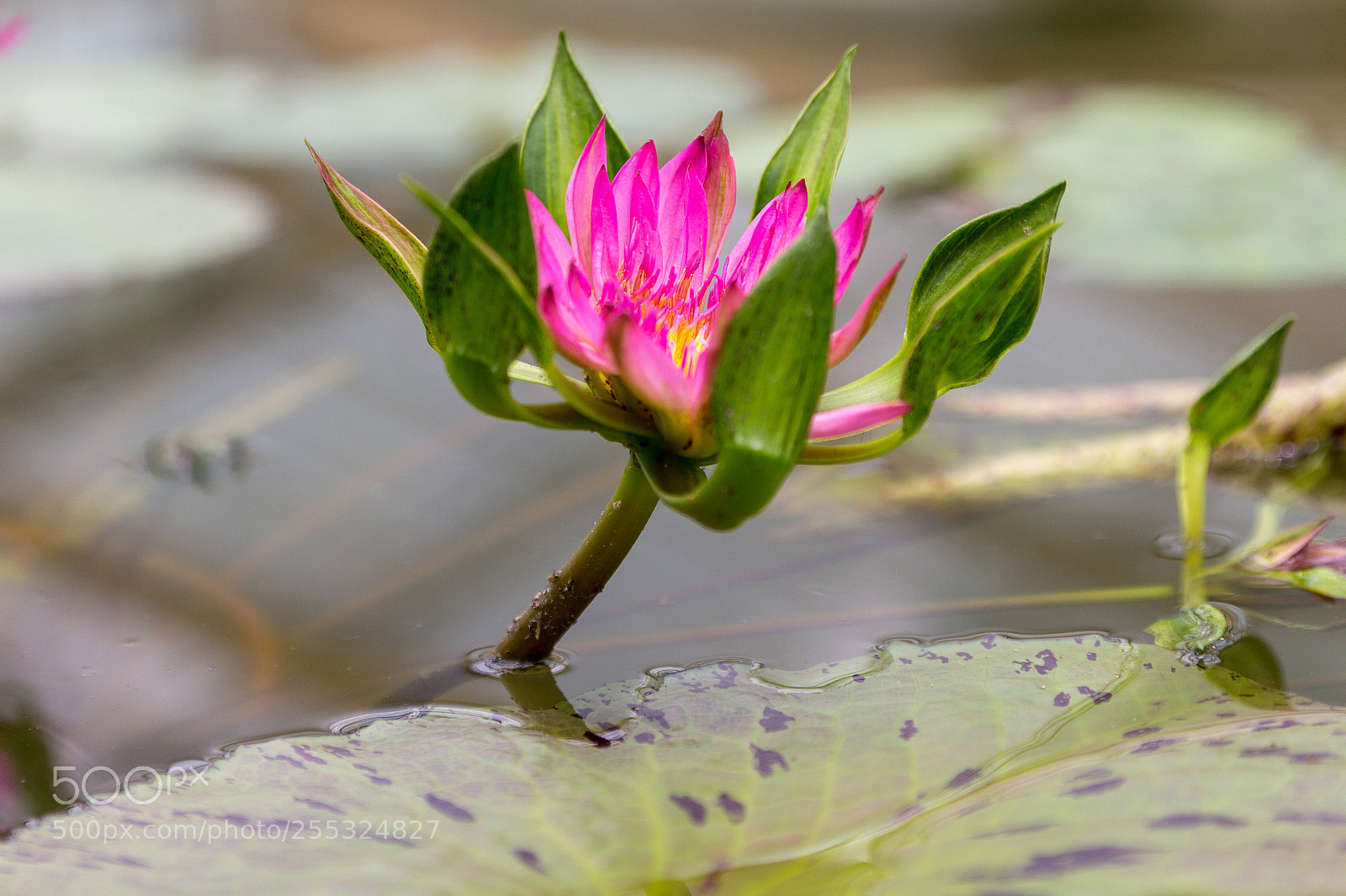 Canon EOS 60D sample photo. Nymphaea stellata photography