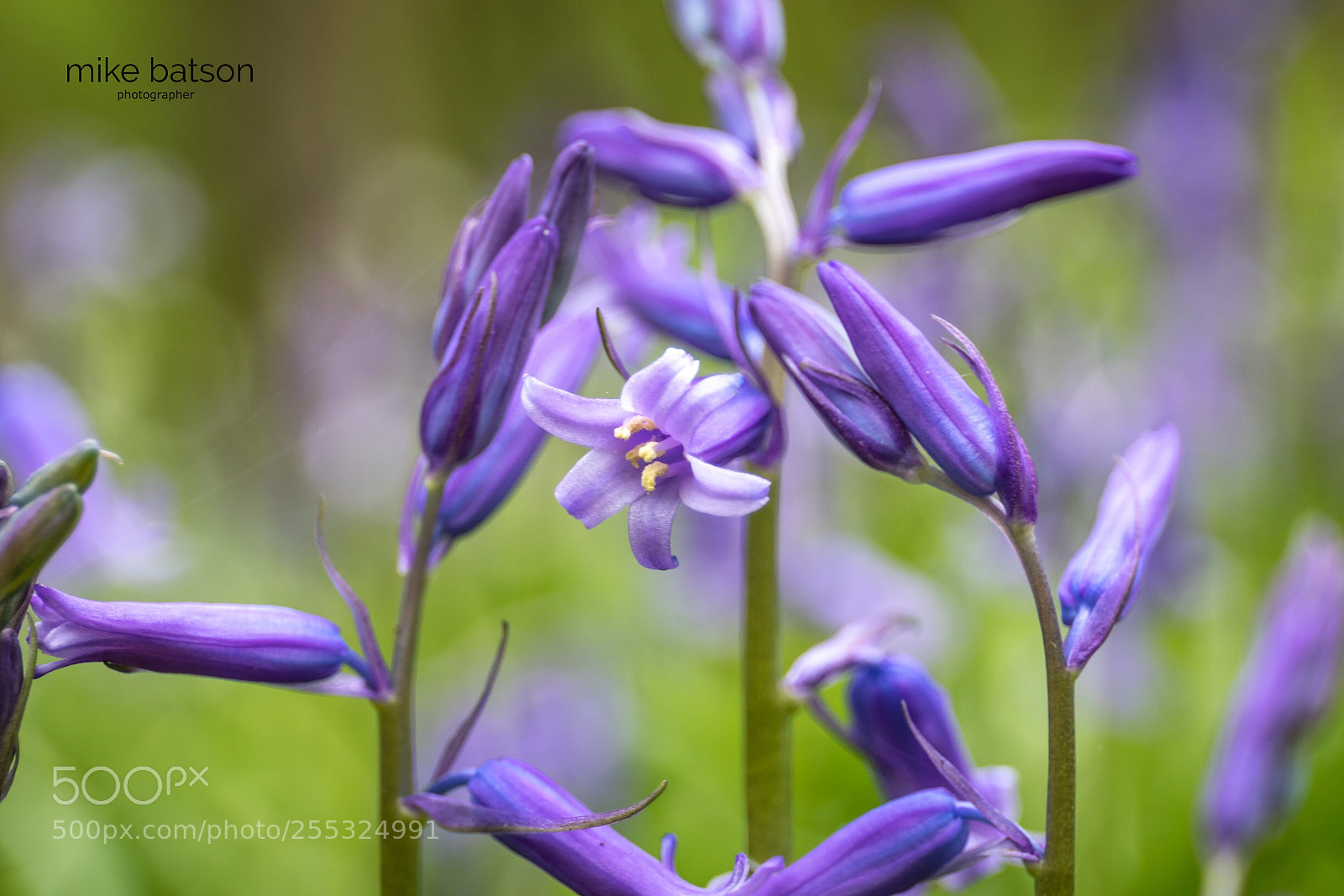 Canon EOS 7D Mark II sample photo. Bluebells photography