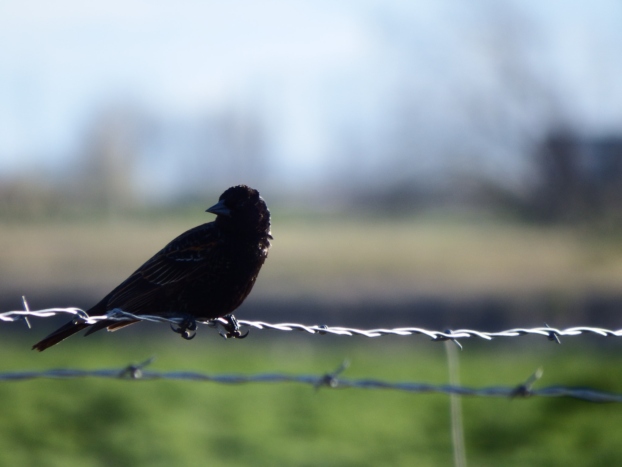 Fujifilm FinePix SL1000 sample photo. Starling on the farm photography