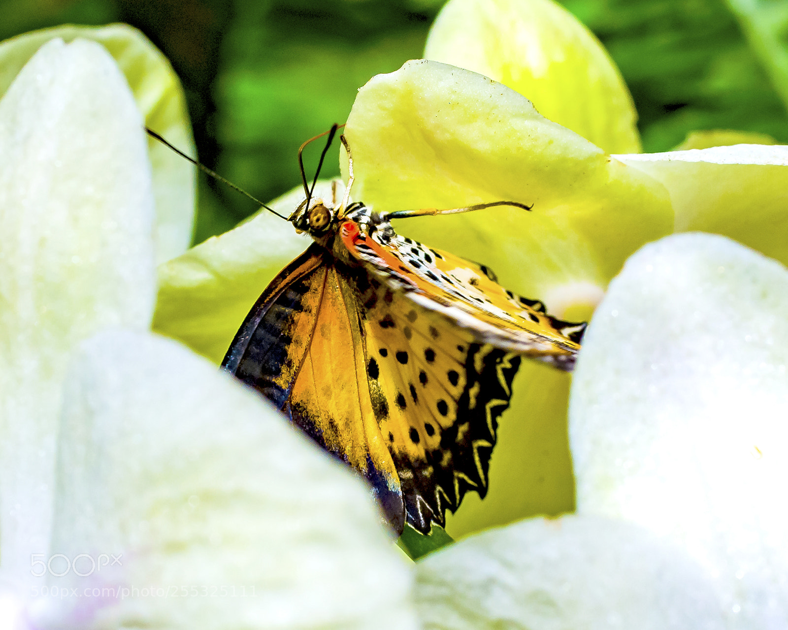 Nikon D300 sample photo. Upsidedown lace photography