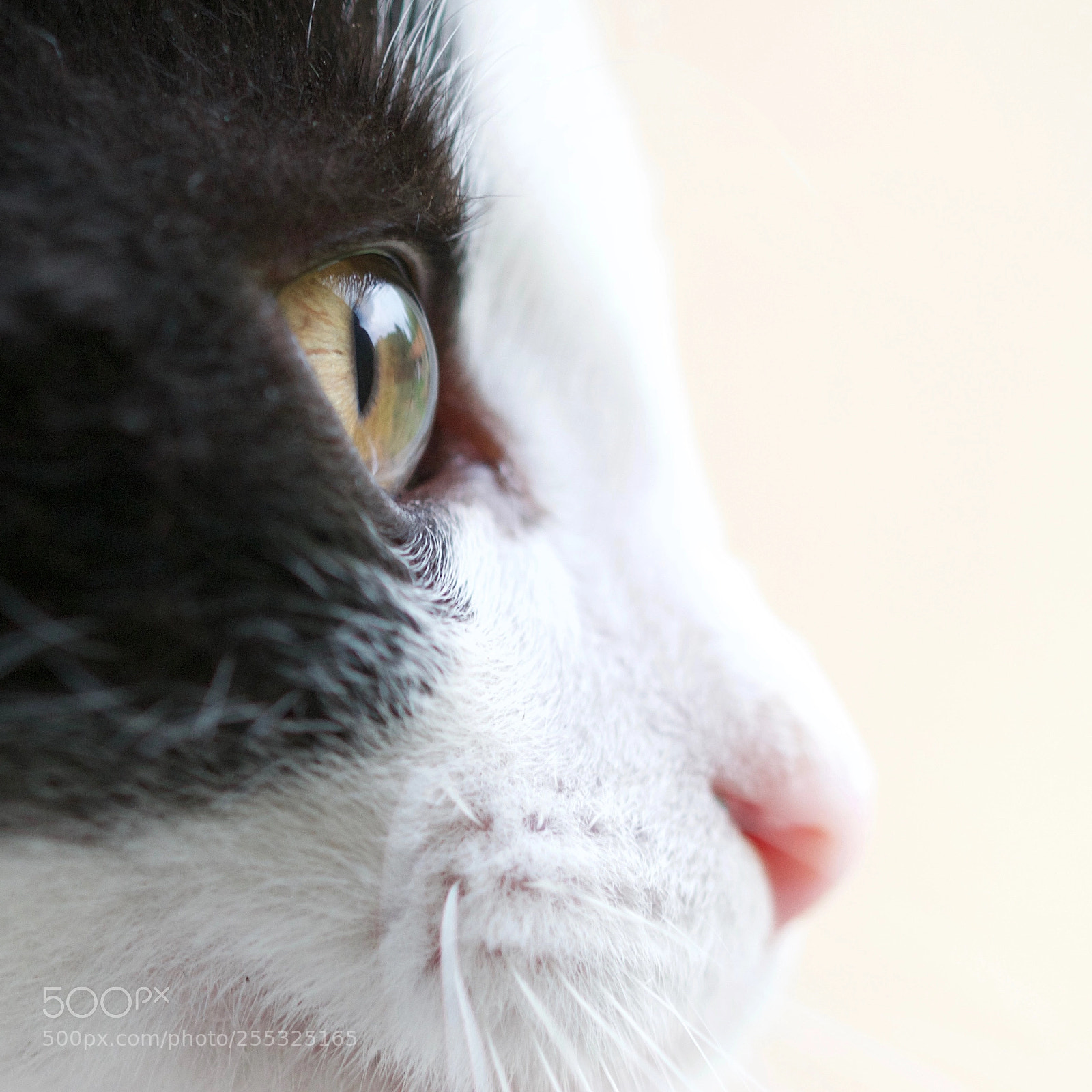 Nikon D3100 sample photo. ? photography
