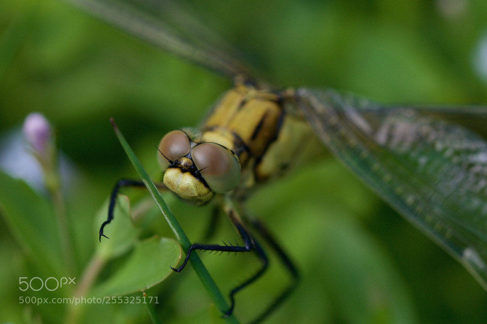 Nikon D3100 sample photo. New born dragonfly photography