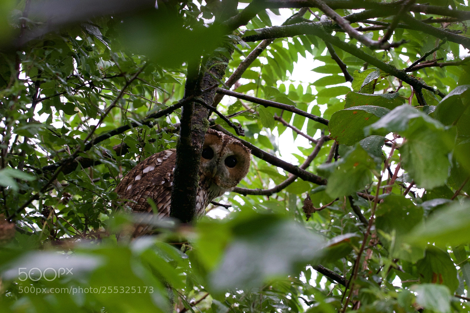 Nikon D3100 sample photo. Owl, that's an owl! photography