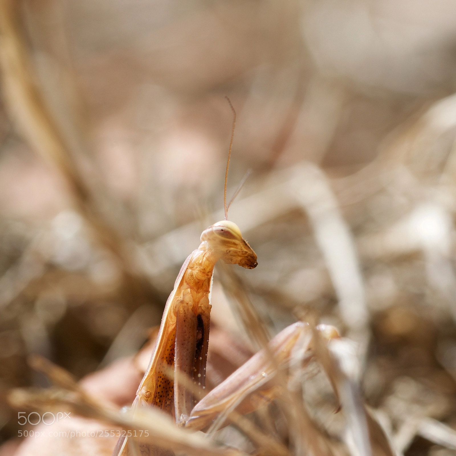 Nikon D3100 sample photo. Praying mantis photography