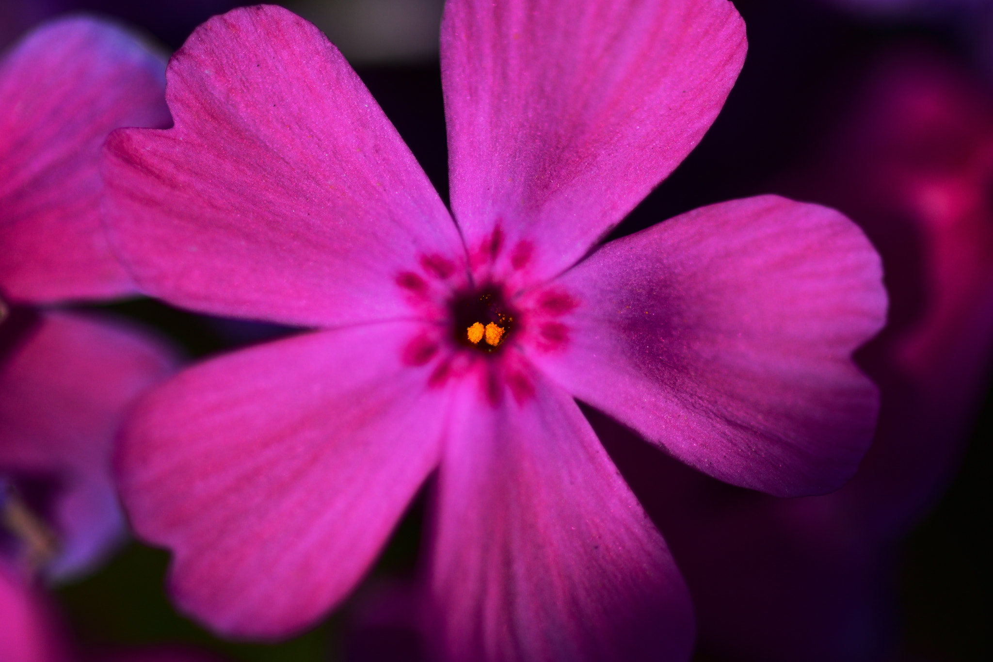 Sigma 105mm F2.8 EX DG Macro sample photo. A hole in the center of the flower photography