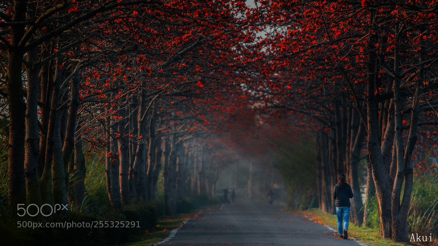 Canon EOS 5D Mark IV sample photo. Kapok road photography