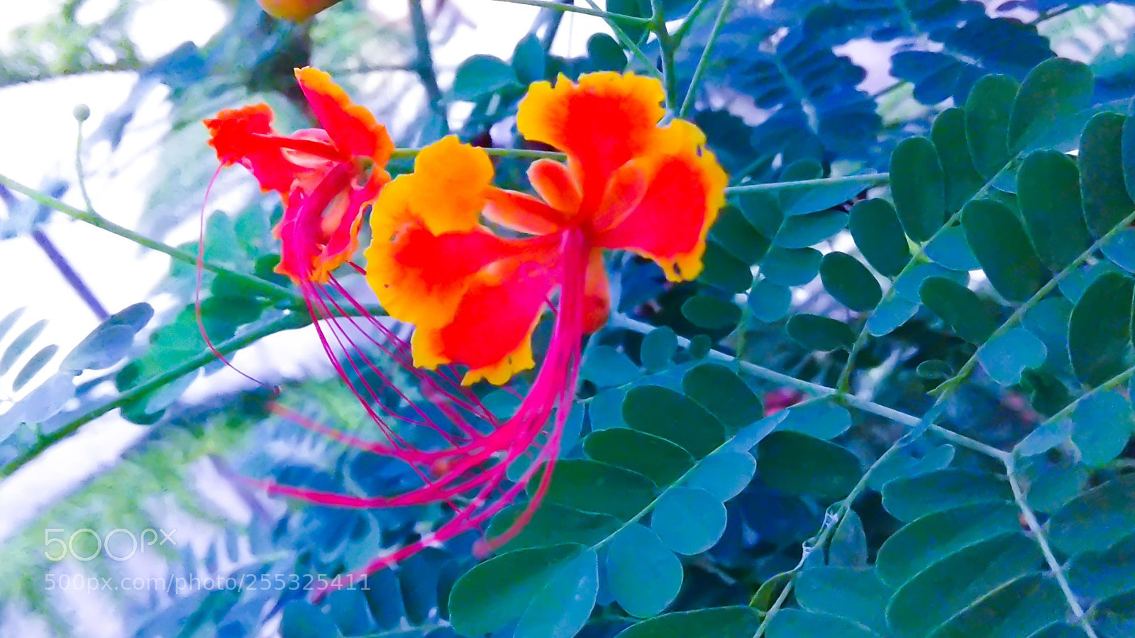 Xiaomi Redmi Note 4 sample photo. Redflower photography