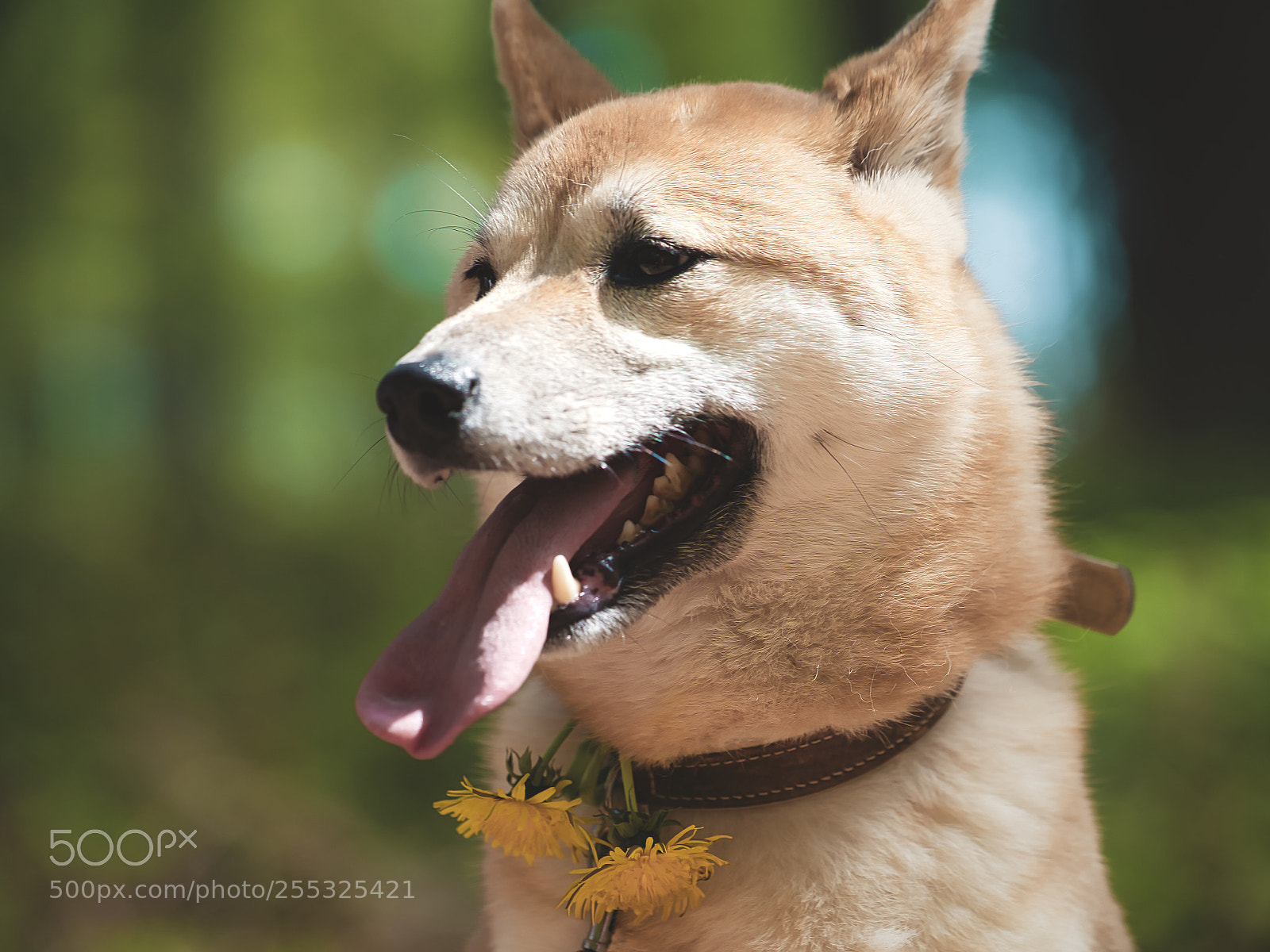 Sony a7 II sample photo. Shiba flower photography