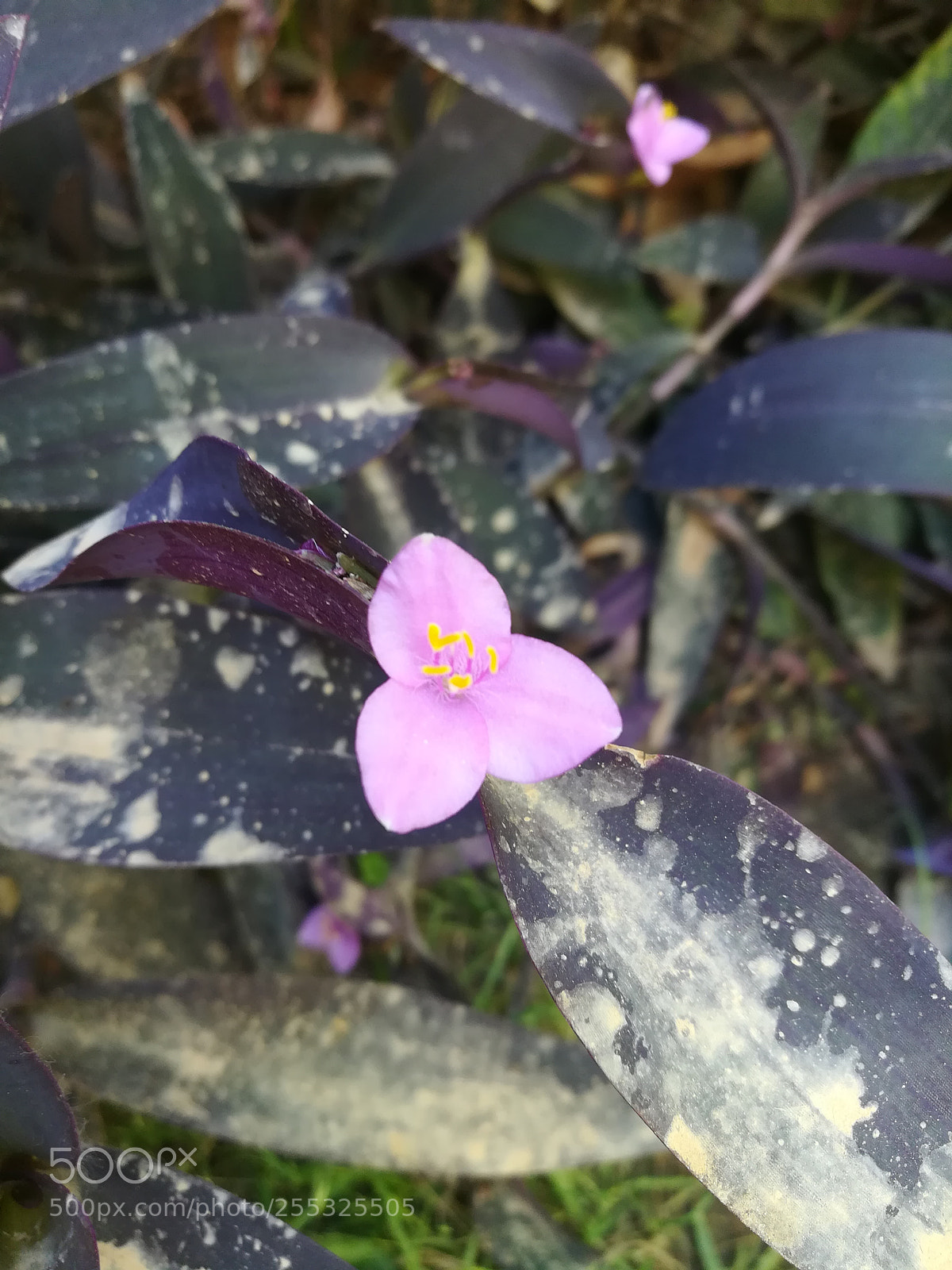HUAWEI honor 6x sample photo. Tri petals photography