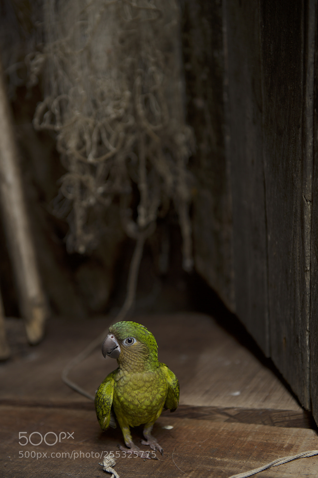 Nikon Df sample photo. Mikey! photography
