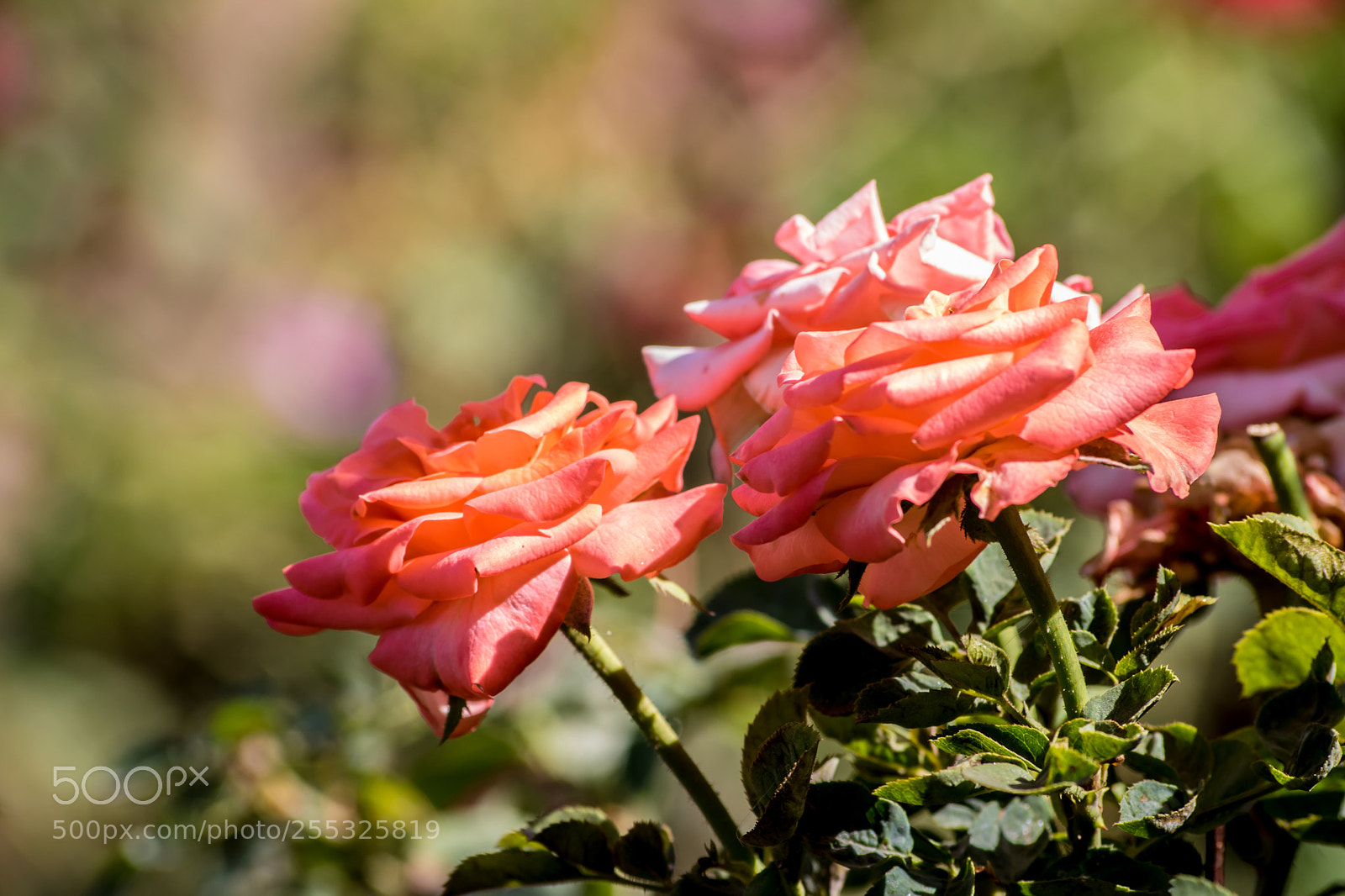 Canon EOS 750D (EOS Rebel T6i / EOS Kiss X8i) sample photo. Lovely roses photography