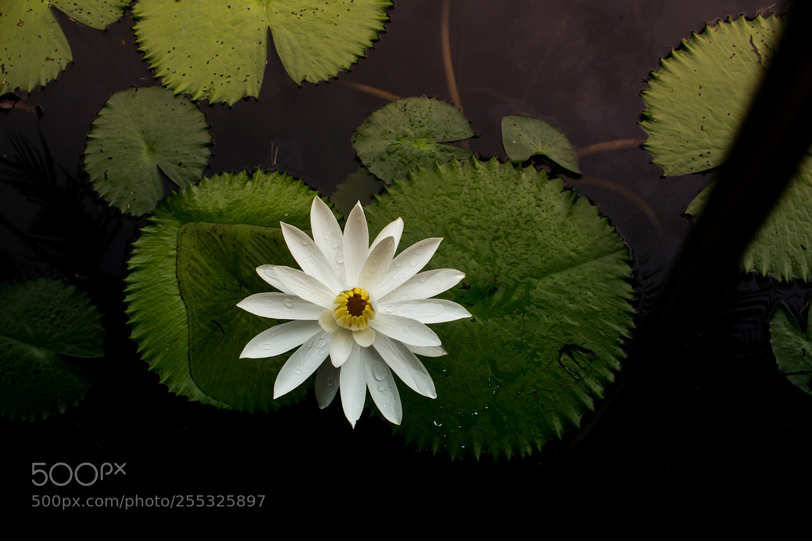 Canon EOS 650D (EOS Rebel T4i / EOS Kiss X6i) sample photo. White lotus white background photography