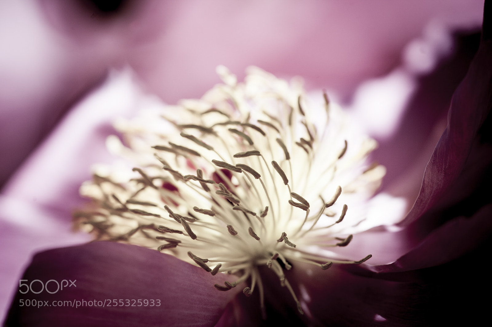 Canon EOS 5D Mark II sample photo. Mg photography