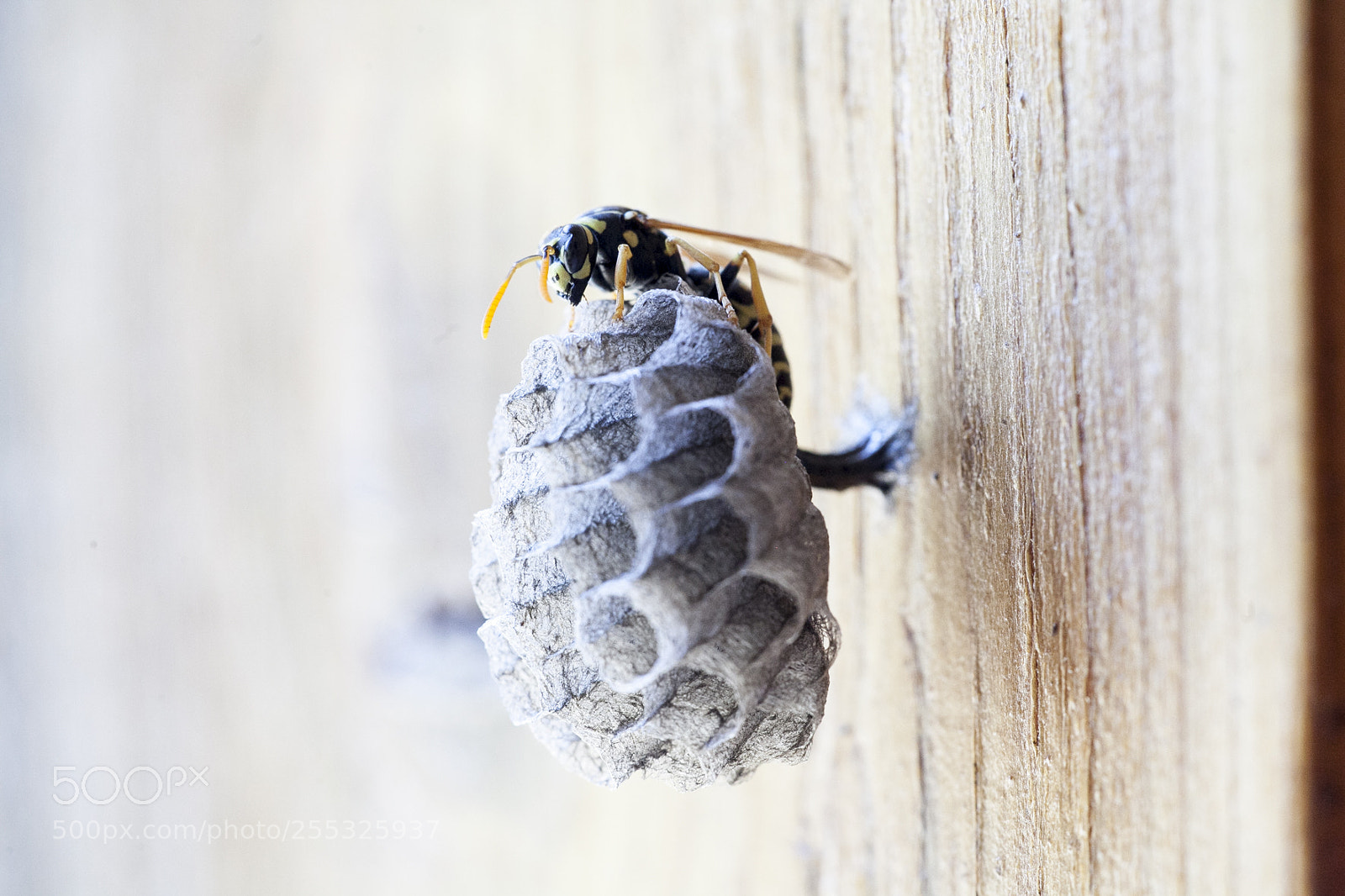 Canon EOS 5D Mark II sample photo. Mg photography