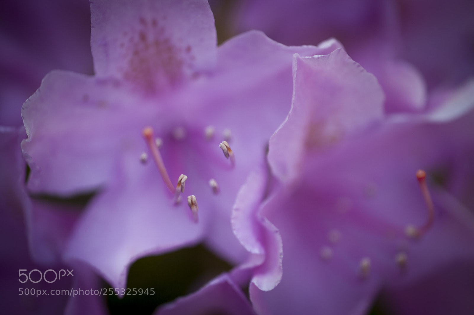 Canon EOS 5D Mark II sample photo. Mg photography