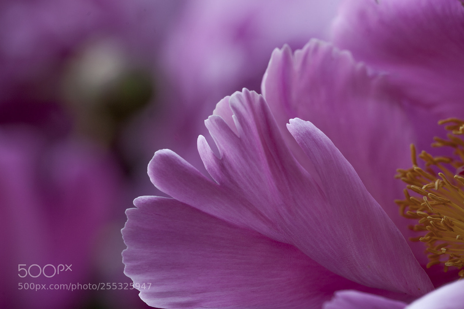 Canon EOS 5D Mark II sample photo. Mg photography