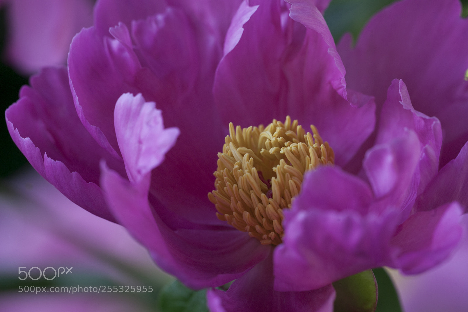 Canon EOS 5D Mark II sample photo. Mg photography
