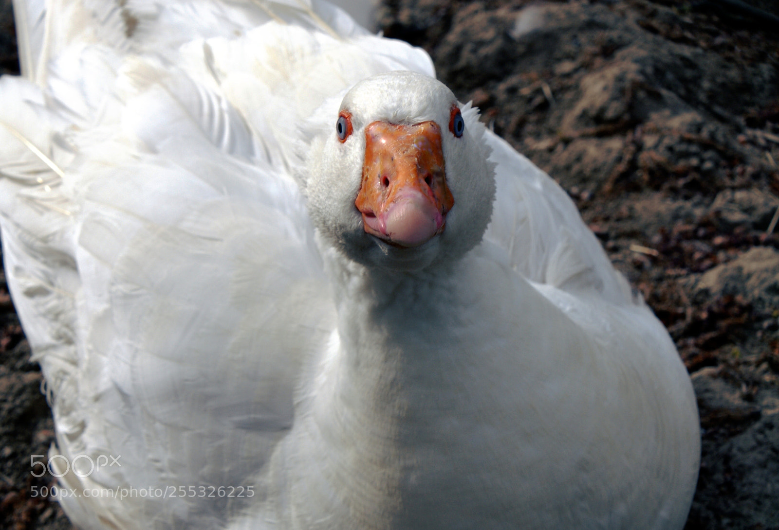 Sony Alpha DSLR-A200 sample photo. A rdek - squint photography