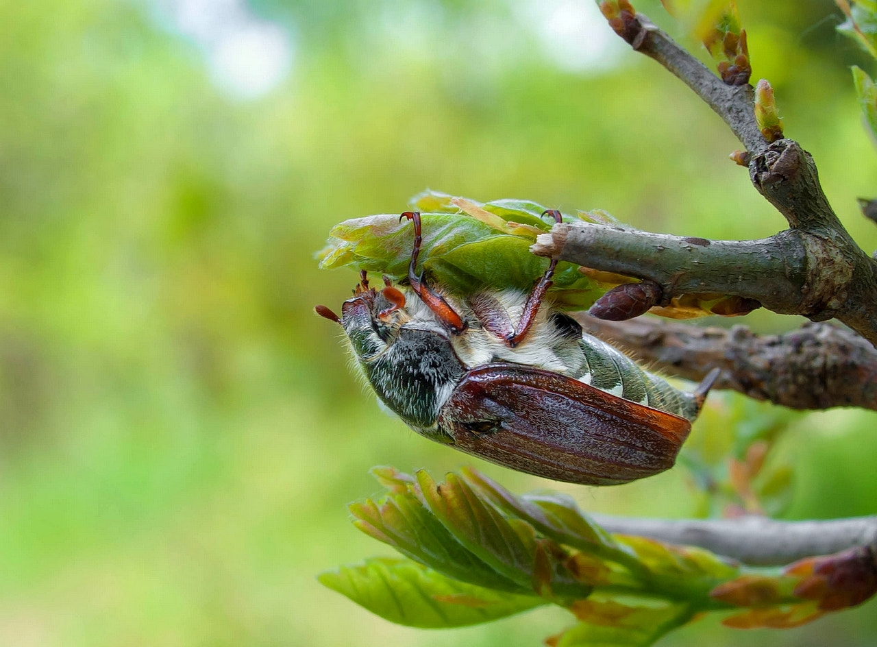 Olympus E-330 (EVOLT E-330) sample photo. Melolontha melolontha ( cockchafer, may bug) photography