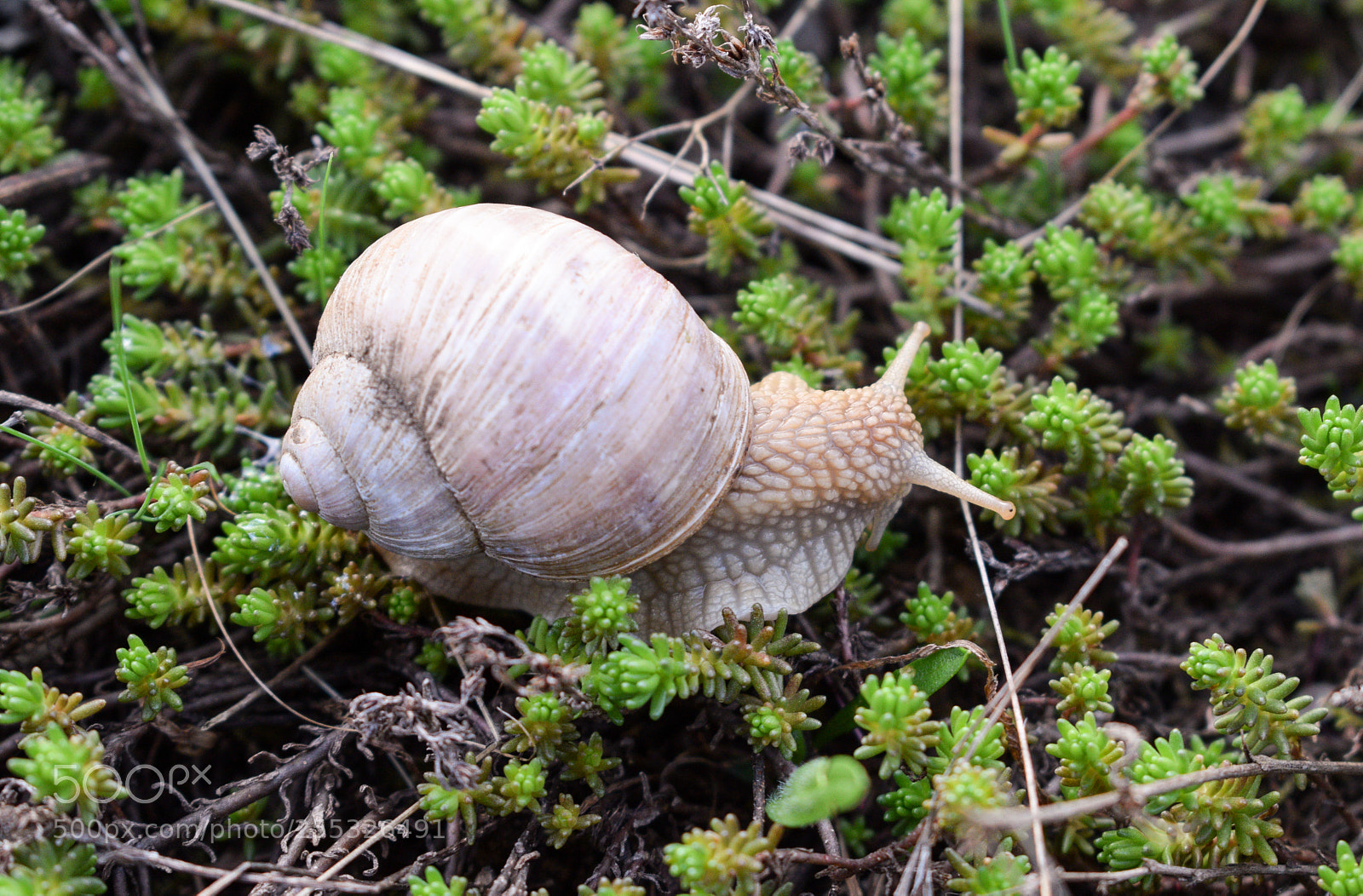 Nikon D5300 sample photo. Roman snail, burgundy snail photography