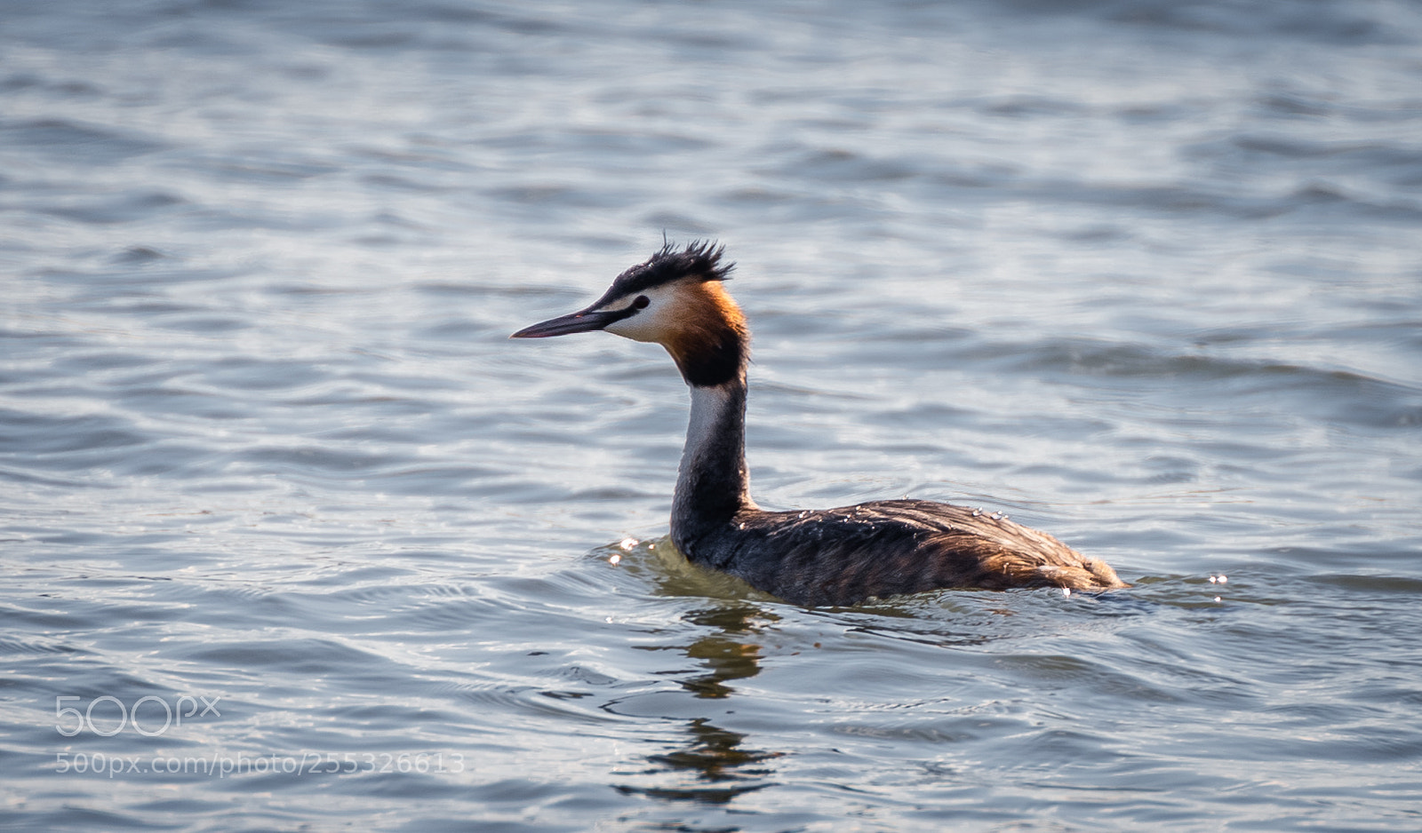 Nikon D610 sample photo. Podiceps cristatus photography