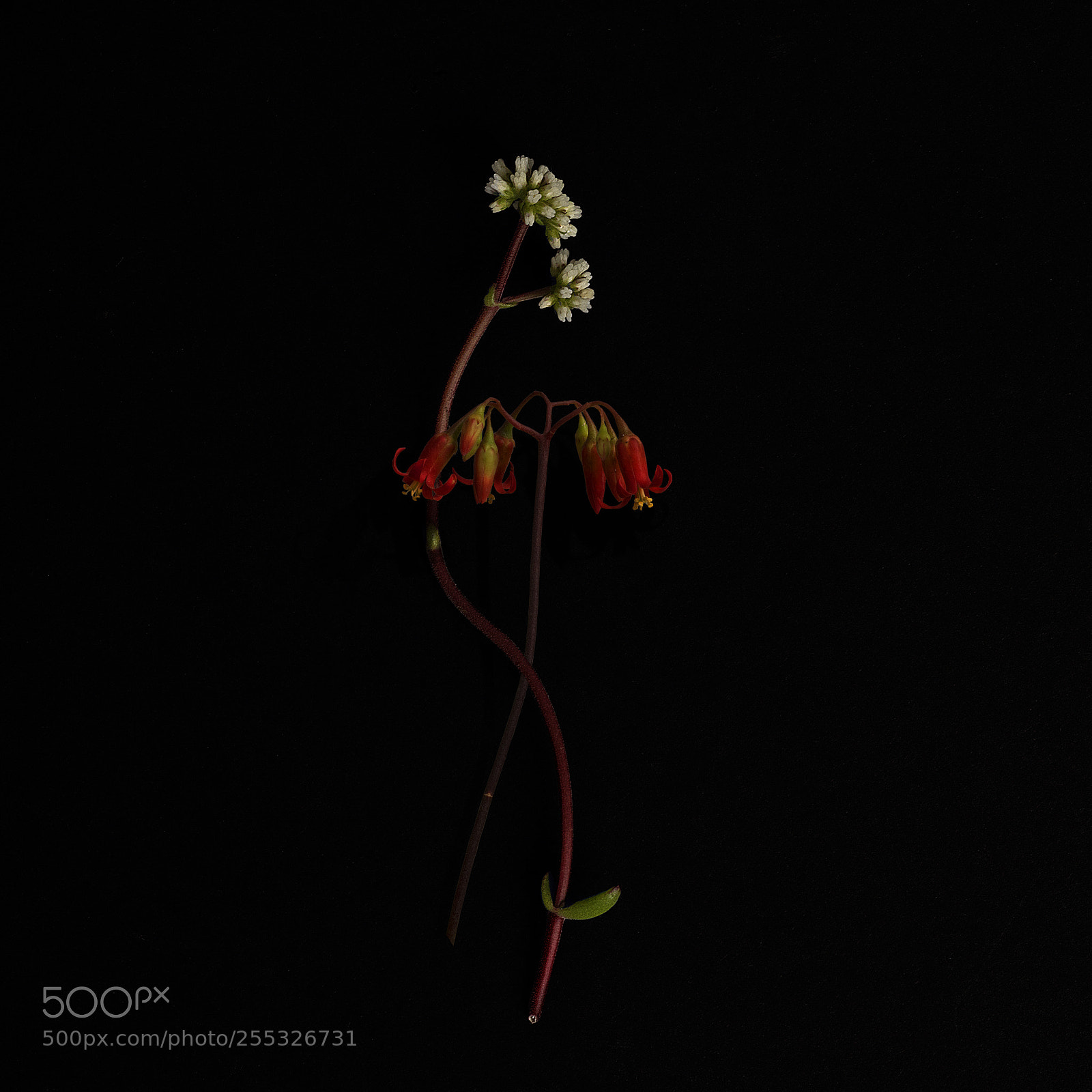Nikon D810 sample photo. Entwined photography