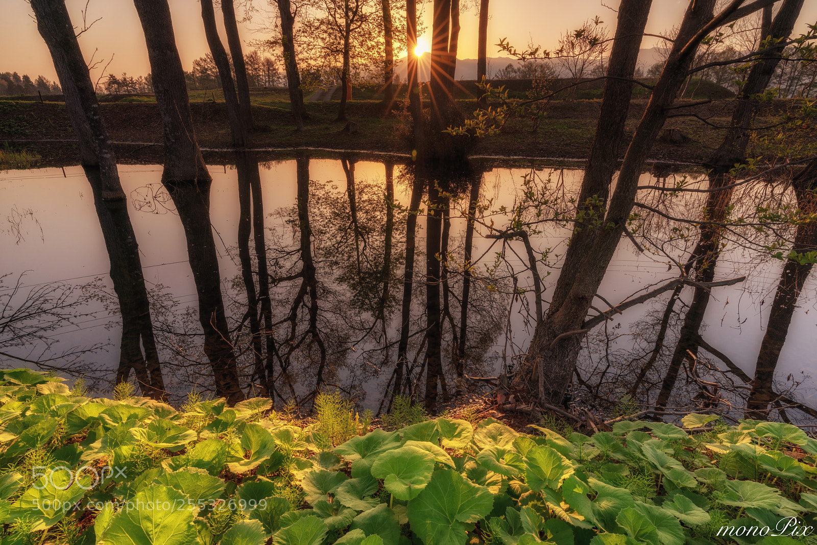 Sony a7R III sample photo. In the morning sun photography
