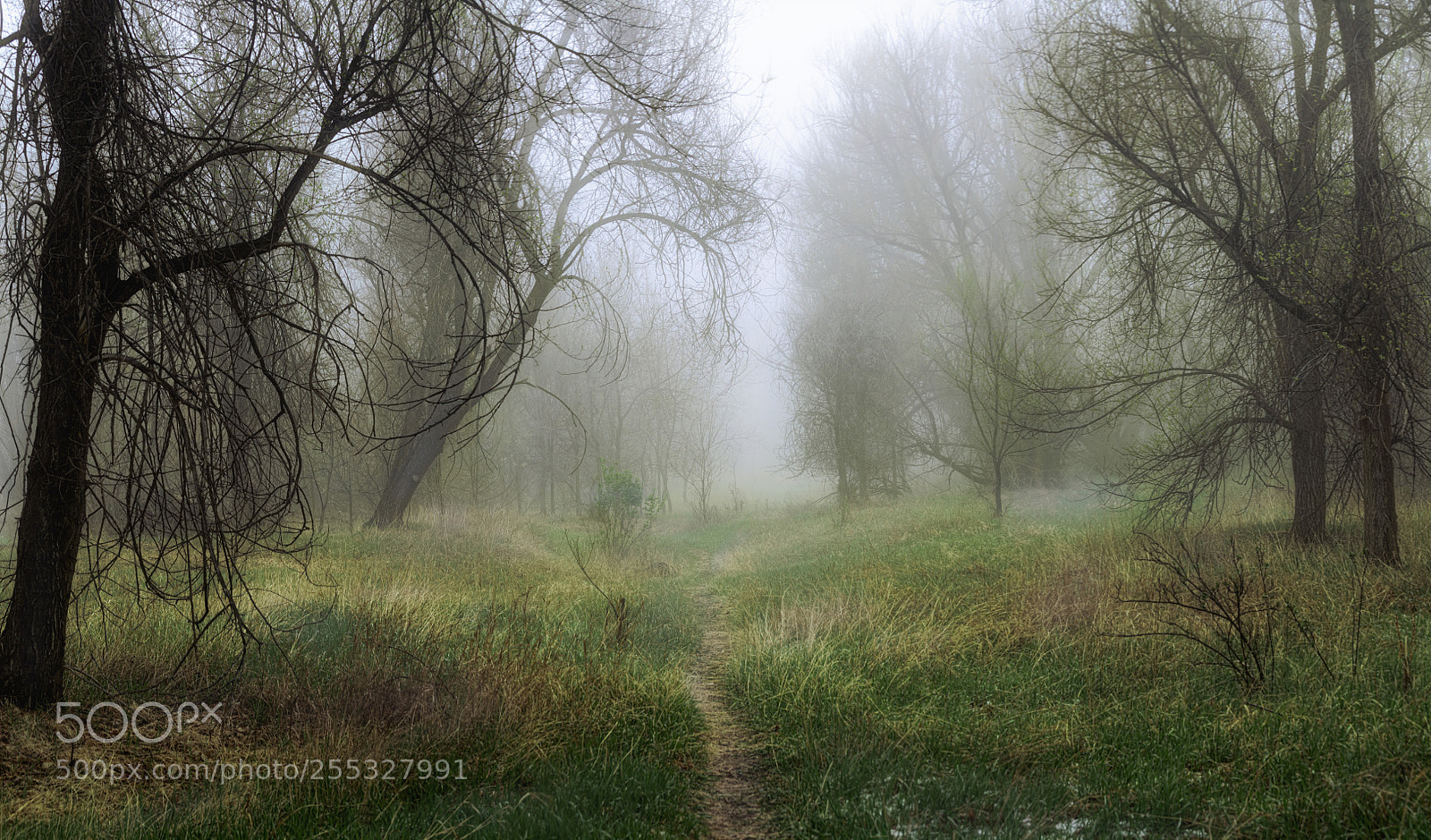 Nikon D7000 sample photo. Verdant walkway photography
