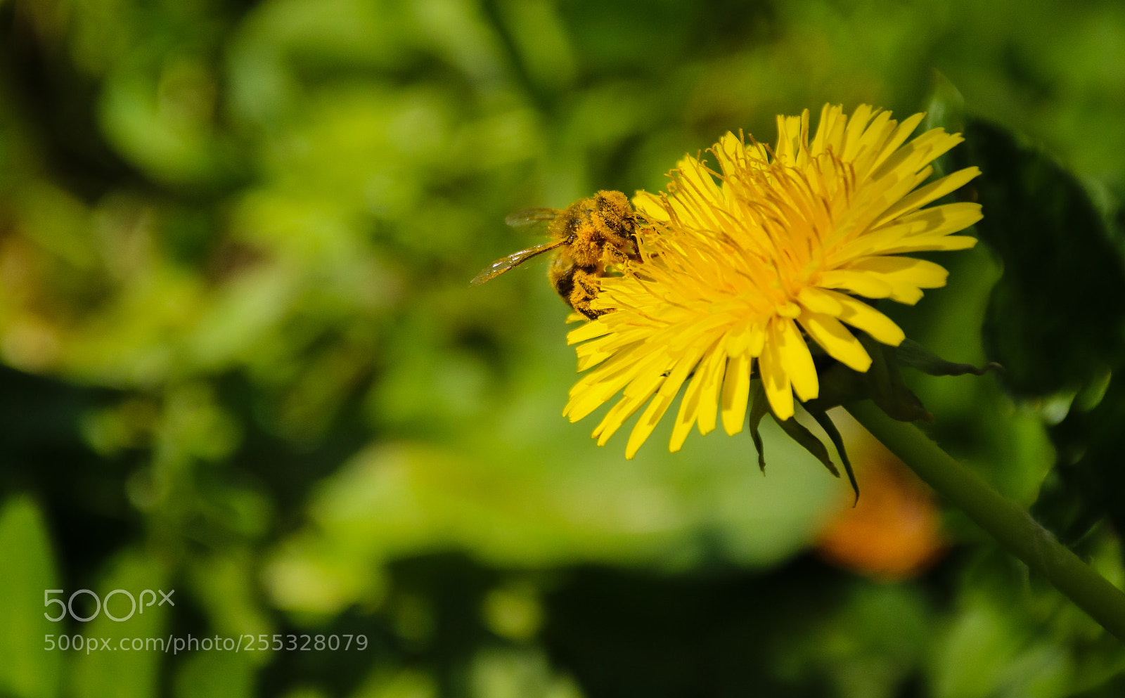 Canon EOS 750D (EOS Rebel T6i / EOS Kiss X8i) sample photo. The pollen bath photography