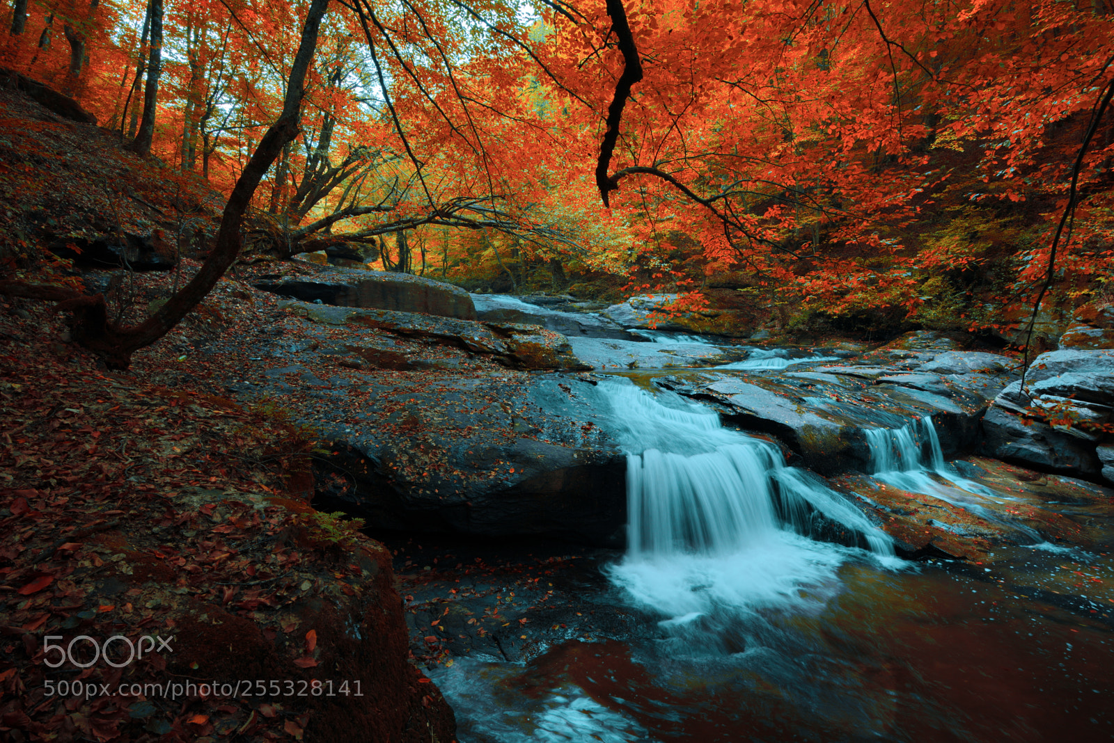 Nikon D600 sample photo. Autumn-5 photography