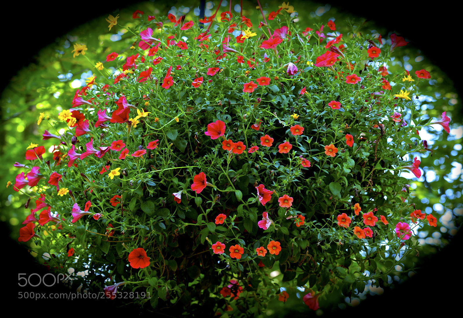 Nikon D600 sample photo. Spring blooms photography